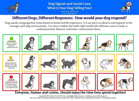 Dog Signals And Social Cues What Is Your Dog Telling You A Dogs