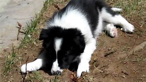 Vomiting is usually associated with gastritis, which chronic gastritis describes intermittent vomiting lasting more than one to two weeks. 8 week old Border collie puppy - YouTube