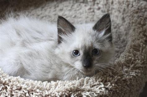 Hoshi The Siamese Persian Mix Kittens Web Page