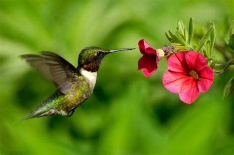 The flowers attract hummingbirds and butterflies. 37 Flowers That Attract Hummingbirds To Keep In Your ...