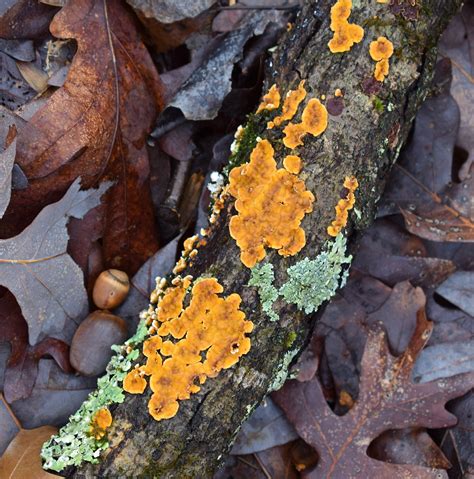 Orange Fungus On Tree Limb Thats Right Chatroom Custom Image Library