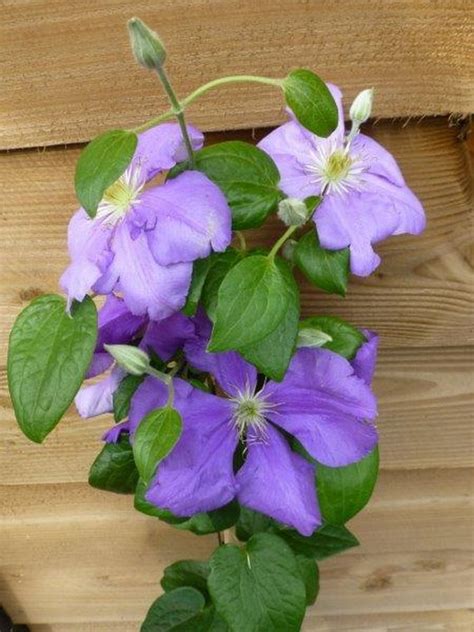 We did not find results for: Bosrank - Clematis 'General Sikorski'