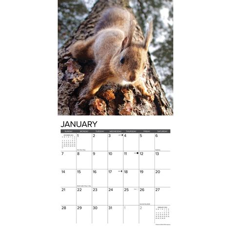 Squirrels 2024 Wall Calendar