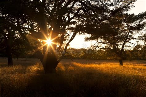 Sunbeams In Sunset Through Tree Stock Image Image Of Open Late 27437331