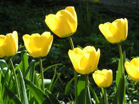 Saat ini bunga tulip lebih identik dengan. 30+ Gambar Bunga Tulip Warna Kuning Paling Modern Dan Nyaman