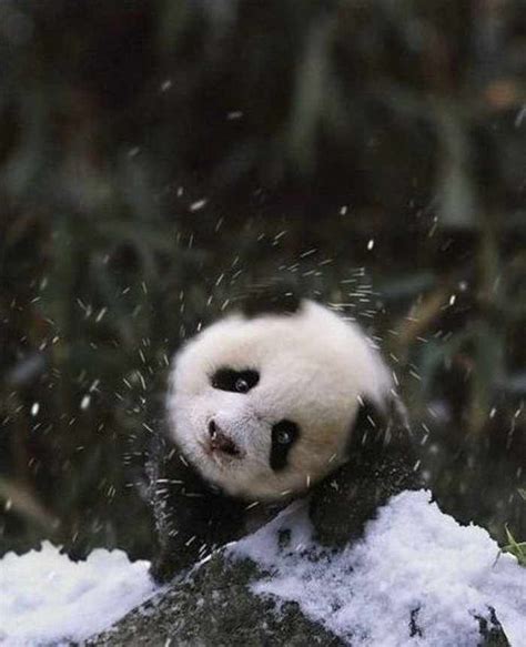 8 Funny Panda Pictures That Are Enjoying Snow Panda Bear Baby Panda