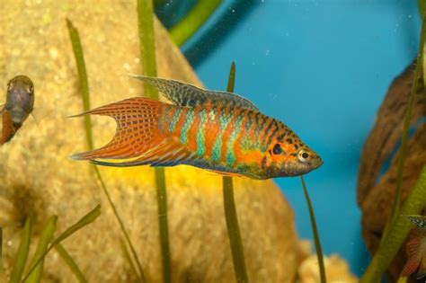 Paradise Fish The Complete Care And Breeding Guide