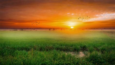 Sunrise And Green Grass On Meadow Wallpaper Photowalls Space