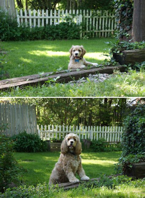 Before And After Photos Of Dogs Growing Up Images Via Boredpanda