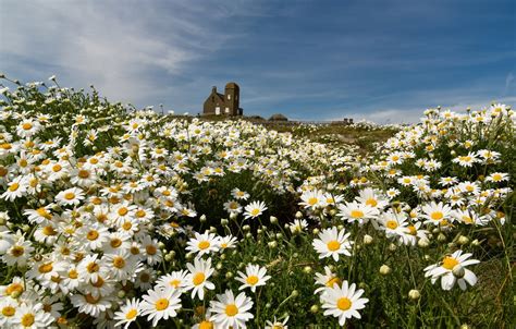 Wallpaper Summer Flowers Chamomile Images For Desktop Section