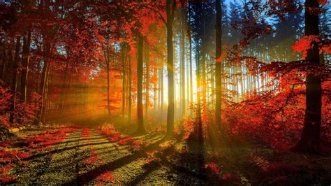 Autumn Red Forest Rays Ultra Hd Wallpaper 3840x2160