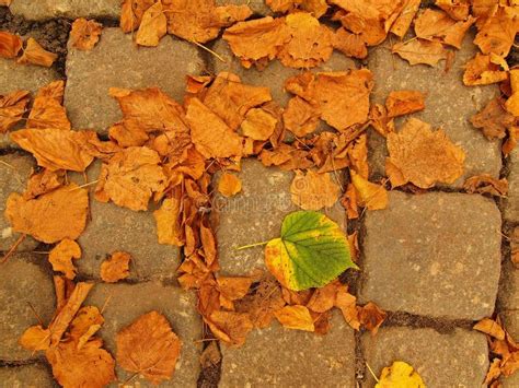 Autumn Park Cobble Stone Footpath With Dry Orange Lime Tree Leaves