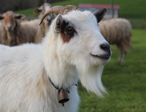 What To Consider When Raising Sheep And Goats Together