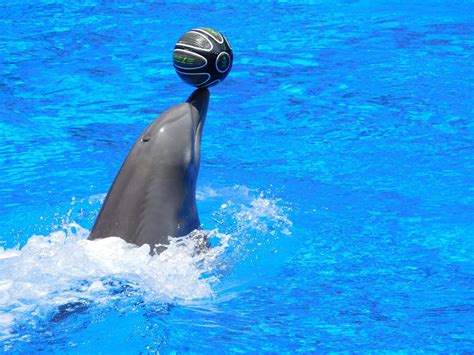 Hurghada Dolphin Show Verena Tours