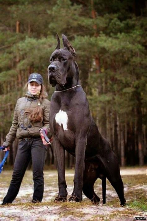 I Love All Dog Breeds 5 Dogs Even Bigger Than Thier Owners Huge Dogs