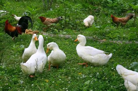 Can Chickens And Ducks Live Together Everything You Need To Know