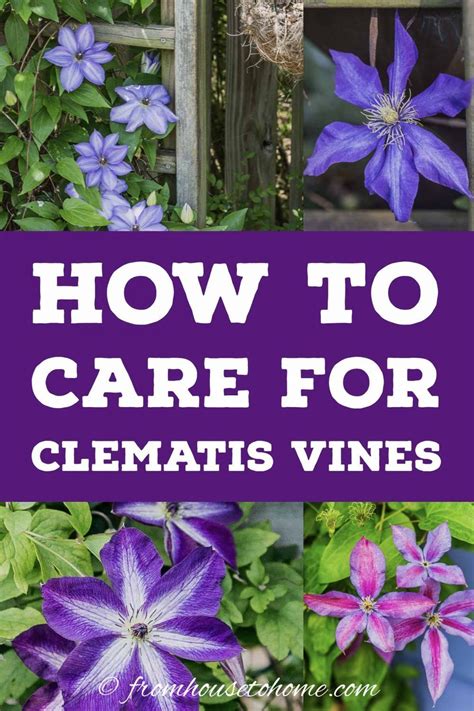 Check spelling or type a new query. Clematis Care: The Ultimate Guide To Planting, Growing and ...