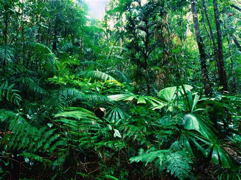 The majority of tropical rainforests are found in four biogeographic realms: Tropical Rainforest Facts - Travelling Moods