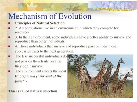Mechanisms Of Evolution