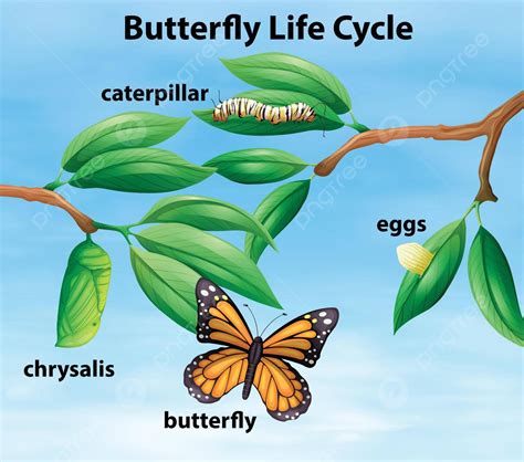 Butterfly Life Cycle Diagram Clip Art Reproduction Larva Vector Clip