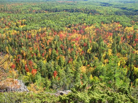 In today's commercial world nothing is available for free, or so most of us think. Forest Facts - Canada's Forestry Industry