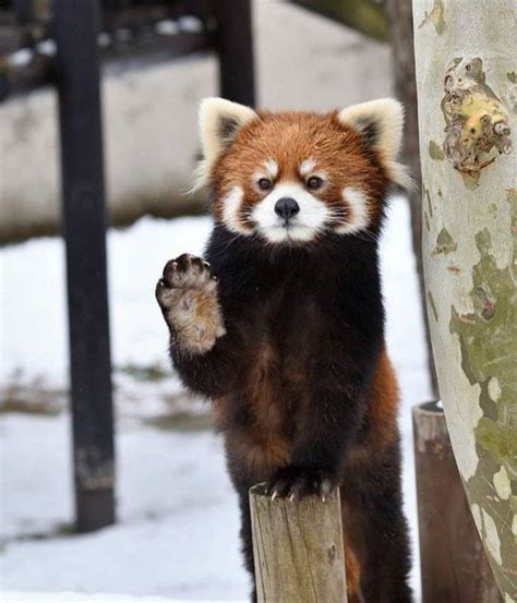 Cute Little Red Panda Showing You A Cute Little Foot Raww