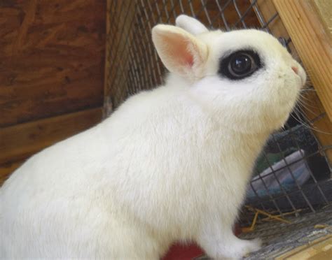 We did not find results for: Jenis Kelinci Hias Mini | Gambar Foto Kelinci