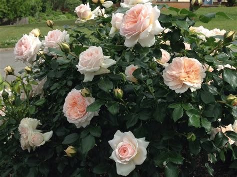 By peter bowes bbc news, los angeles. Kordes rose, Cream Veranda. Short bush, constant bloomer ...