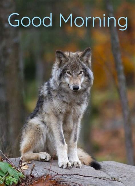 Good Morning Wolf Image Good Morning Pictures