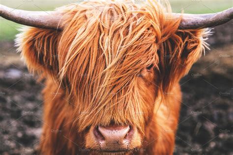 Highland Cow Cattle Scotland Nature Stock Photos Creative Market