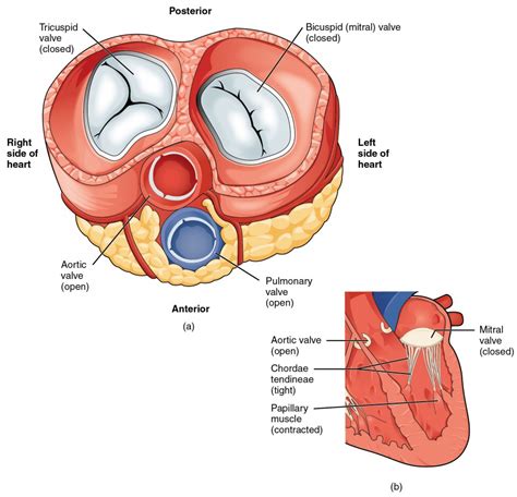 Heart Anatomy Bio103 Human Biology