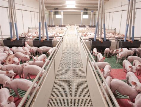 9 Consejos Para El Bienestar De Los Cerdos Actualidad Porcina