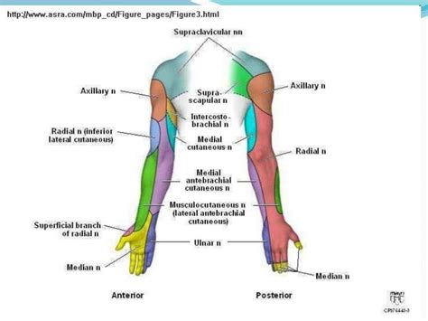 This set is often saved in the same folder as. Peripheral Nerves of Upper Limb | Medizin, Anatomie, Nackenschmerzen ursachen