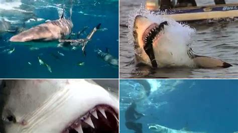 Surfers Seals And Survivors Top 9 Shark Attacks Video