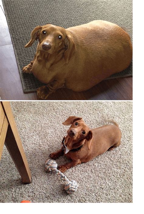 Dennis The Dieting Dog Lost 79 Of His Body Weight With Healthy Habits