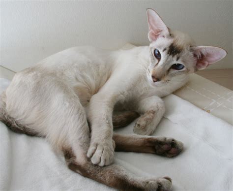 Check out our fawn cat selection for the very best in unique or custom, handmade pieces from our shops. Image - Fawn Tabby Point Siamese.jpg | Dogs and Cats Wiki ...