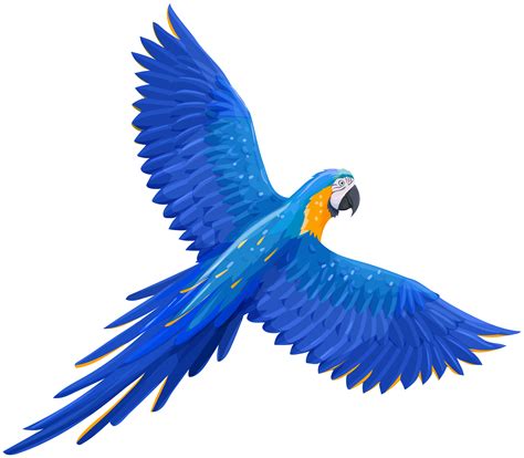 Flying Parrot Png Parrot Png Stunning Free Transparent Png Clipart