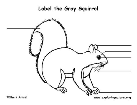 Want to learn more about it? Squirrel (Gray) Labeling Page
