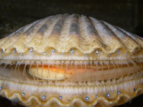 How Scallops Are Able To See With Hundreds Of Space Age Eyes The
