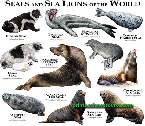 Seals And Sea Lions Of The World By Roger Hall Sea Lion Sea Mammal