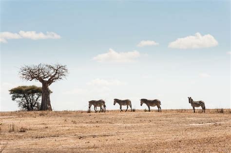 ruaha national park tanzania guida ai luoghi da visitare lonely planet