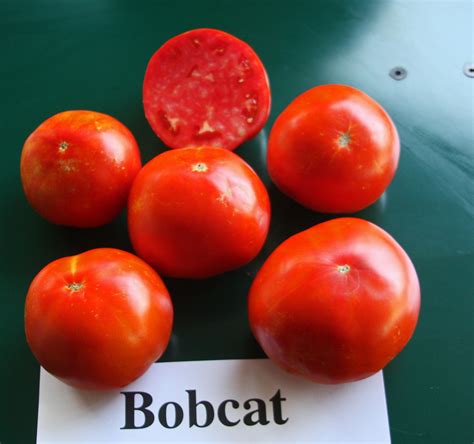 Plantanswers Plant Answers Bobcat Rodeo Tomato For 2015