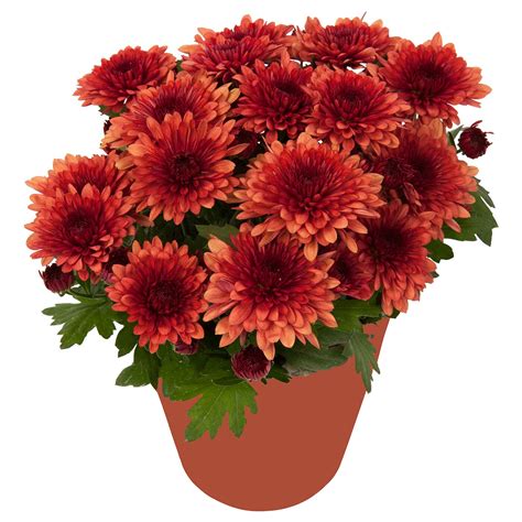 Chrysanthemum Potted Plant Chrysanthemums Assorted Colours 12 Cm 4 ¾