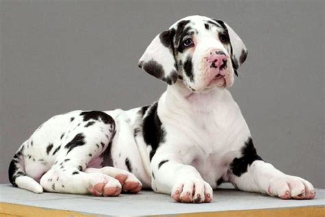 Harlequin Great Dane Puppies Adorable Puppy Black And White Great