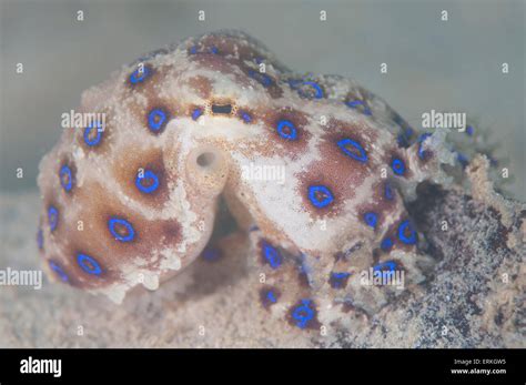 Blue Ringed Octopus Eating Hi Res Stock Photography And Images Alamy