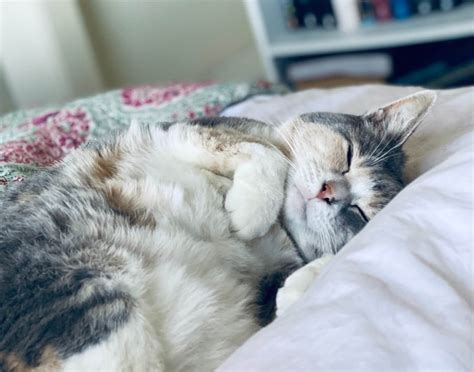 5 cat sleeping positions when sick feline paws