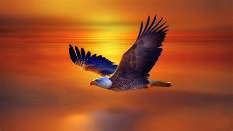 High Resolution Flying Eagle 4k 8k Hd Wallpapers Hd Wallpapers Id