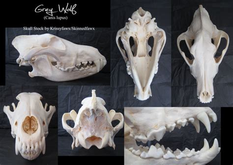 Skull Stock Grey Wolf Wolf Skull Animal Skulls Skull And Bones