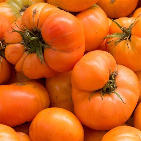 50 Amana Orange Tomato Seeds Heirloom Non Gmo Fresh Garden Harvest Ebay