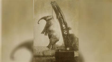 The Story Behind Murderous Mary The Elephant Hanging Rare